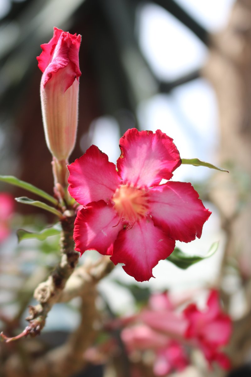乾燥地植物室にて #アデニウム・オベスム・ソマレンセ が開花中！乾燥