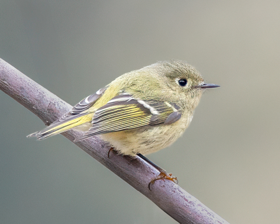 aHeartSoFull's tweet image. Photo Dump Day 7  

One full week of small birds and I still have more, can you believe it?  Here we go! 

#1 - Female House Finch 
#2 - Kinglet   
#3 - Mourning Dove   
#4 - Savannah Sparrow        

#smallbirds #nature #birdphotography
