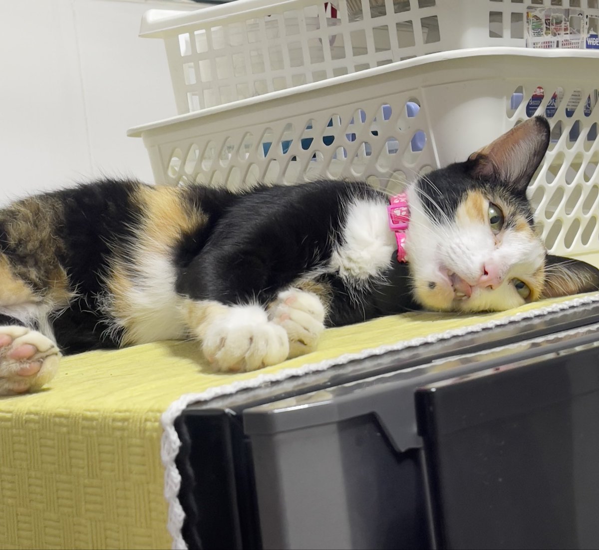 PuPae'🍑 tweet media