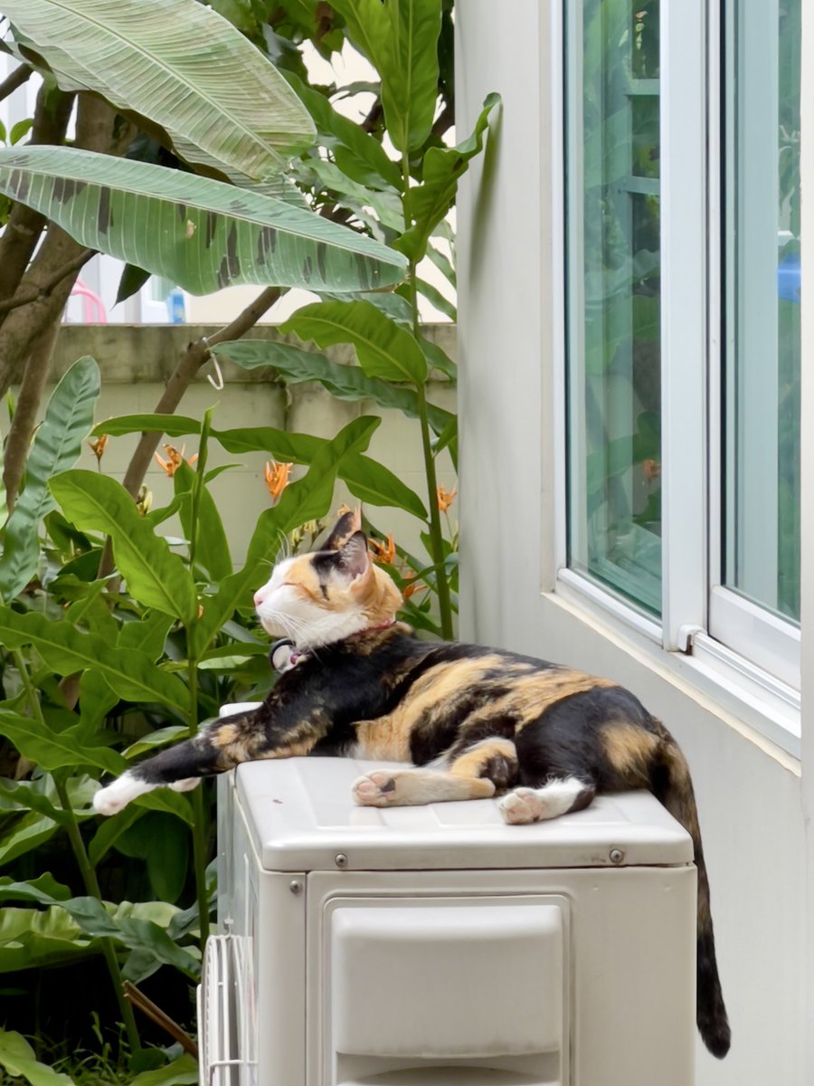 PuPae'🍑 tweet media