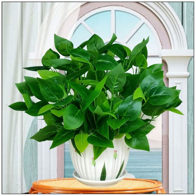 Manglebouncer's tweet image. " Pothos Care Tip: Let soil DRY between waterings! Thrives in low/bright indirect light—perfect for busy plant parents. Pro hack: Yellow leaves = overwatered; crispy edges = underwatered. Keep it green!  #PlantParenthood #EasyPlants"