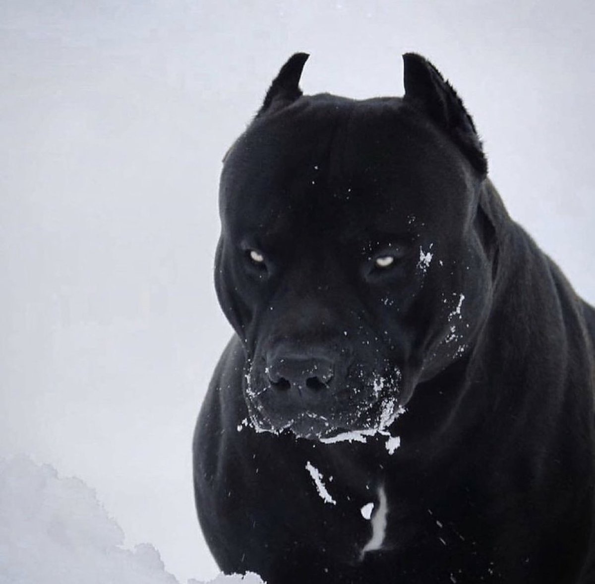 🏛 🌹PeriklestheGREAT 🌹 🏛 "Vox Populi, Vox Dei" tweet media