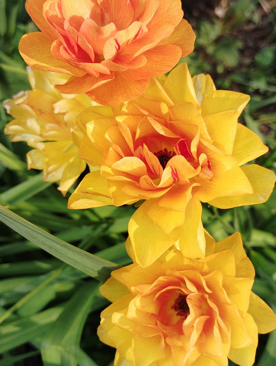 FWLMacZ95u95352's tweet image. Unknown
「Flowers are nature’s language and poetry for the soul.」
🌺📖 #NaturePoetry #Soulful