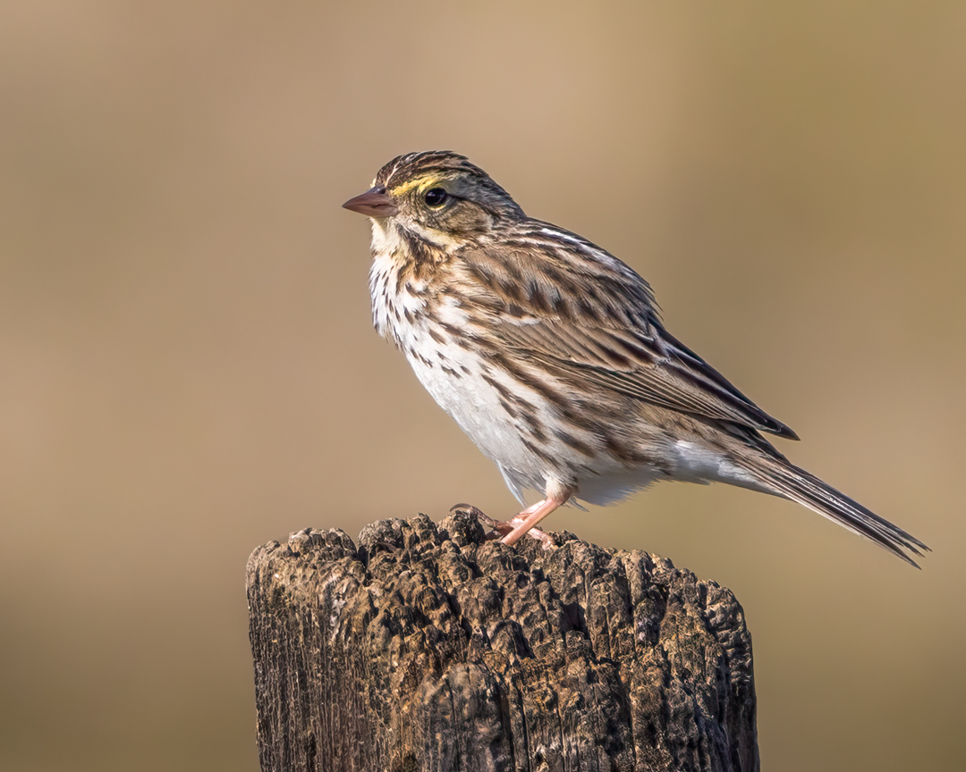 aHeartSoFull's tweet image. Photo Dump Day 7  

One full week of small birds and I still have more, can you believe it?  Here we go! 

#1 - Female House Finch 
#2 - Kinglet   
#3 - Mourning Dove   
#4 - Savannah Sparrow        

#smallbirds #nature #birdphotography
