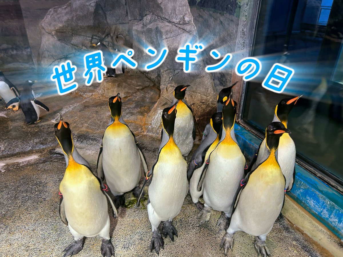 penguin