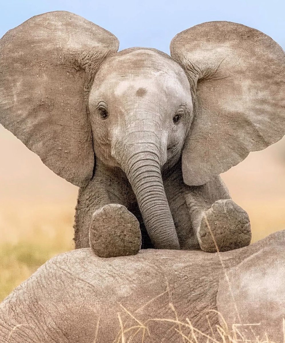 임시만수 tweet media