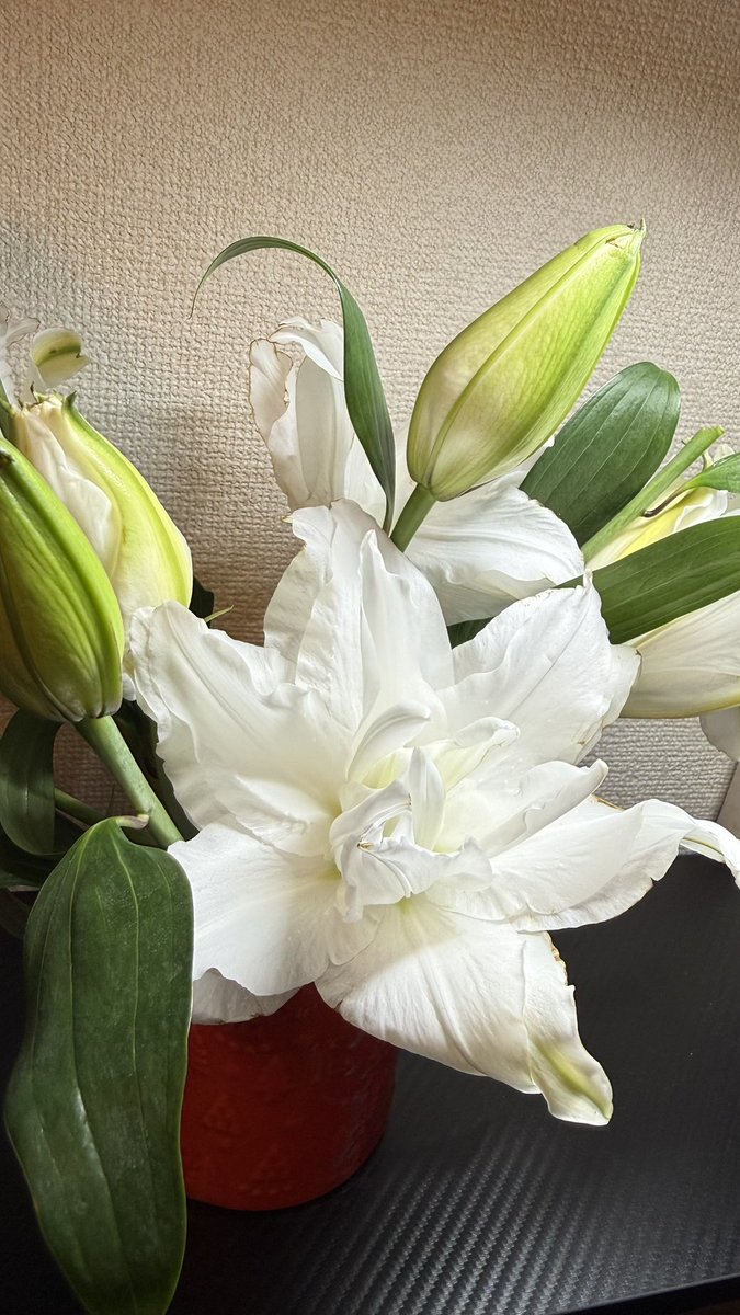 あんつん🦉 tweet media