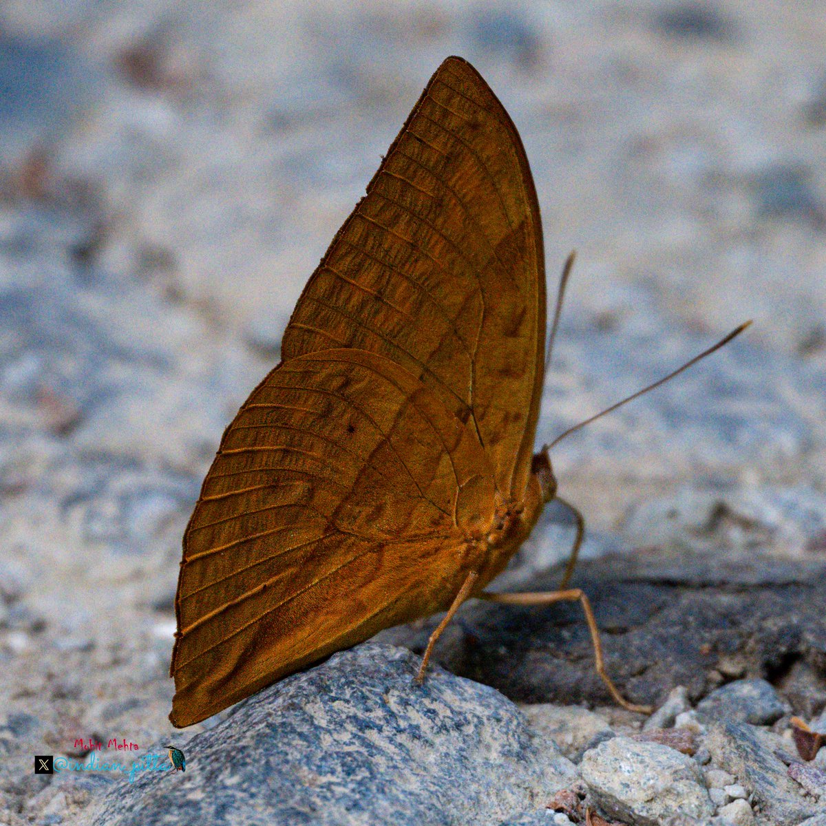 Mohit Mehta tweet media