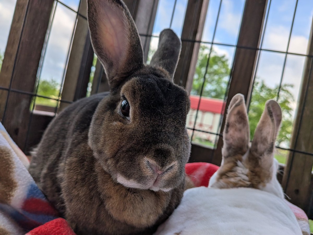 Okay last bun post. 

I have so many more pics I'm fighting the urge to post them all lol