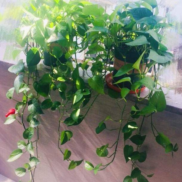 Edgardo Ballester tweet media