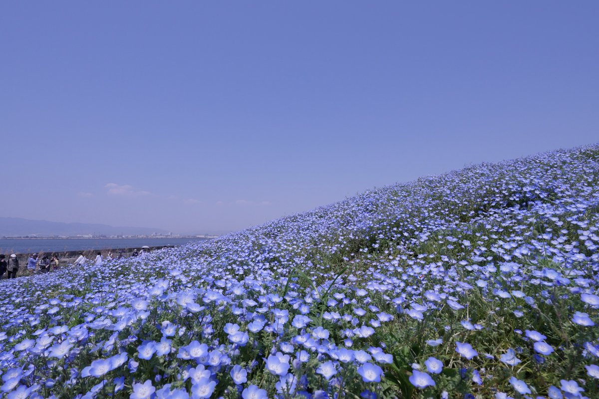 gacha_masa's tweet photo. 「いつかのネモフィラ」
久しぶりの過去写真です
忙しくてずっとさぼってたけど
また始めてみようかな
ぼちぼちとね https://t.co/MhAvB514ct