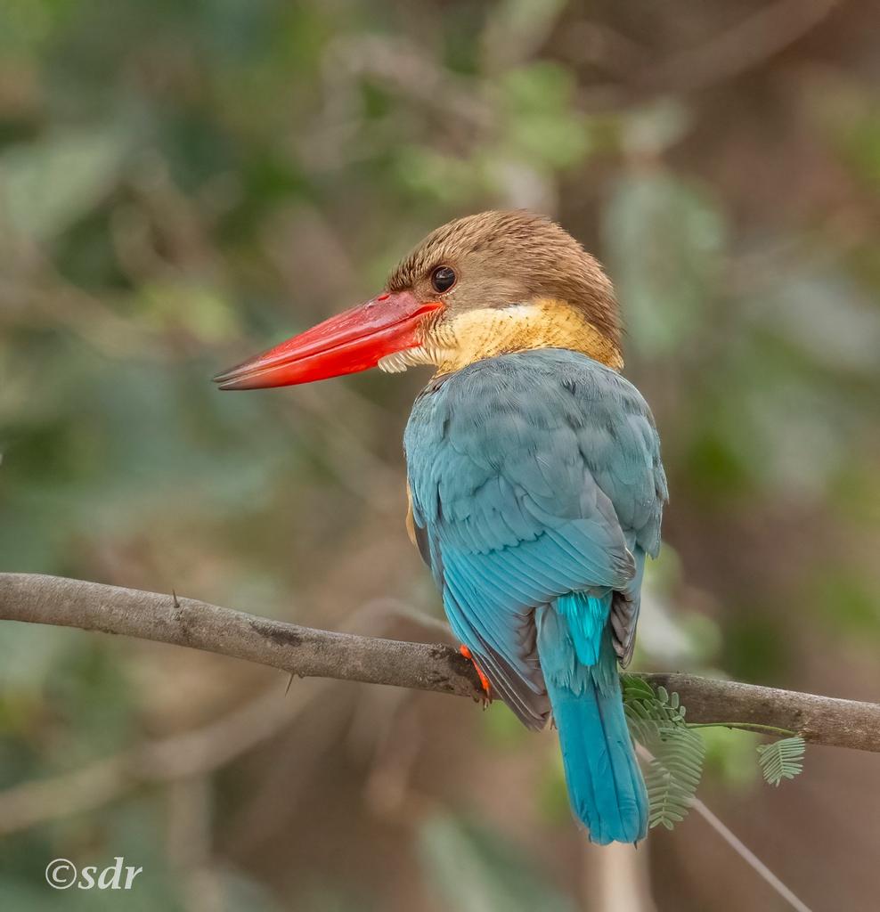Stork billed Kingfisher, #nikonz8 #Chandigarh #BirdsSeenIn2026 #NaturePhotography #birdphotography <a href="/ragnyabhawani/">Anjaneya ki Charana Dhool Chikkappa</a> <a href="/NatureIn_Focus/">Nature inFocus</a> #kingfisher