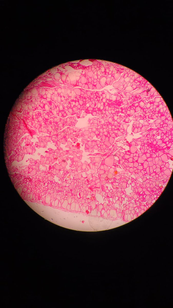 ؘlica vai ver o bts tweet media