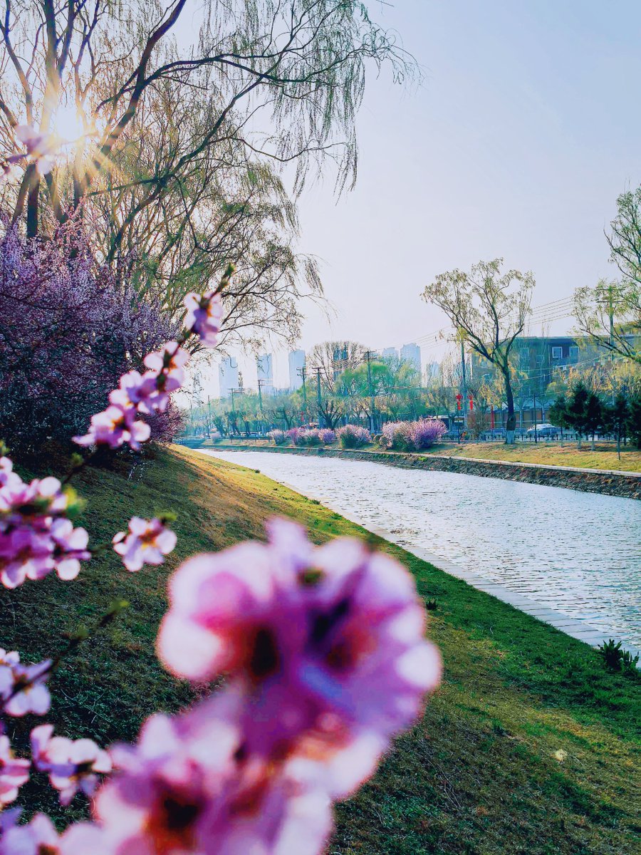 iLiaoning's tweet photo. Spring romance awaits you at the Hunhe River North Loop Path, #Shenyang, #Liaoning Province. Glowing sunsets, swaying willows and blooming flowers—who wouldn’t want a peaceful spring walk here?🌸🌿🌾🚴♀️📸Photos by Sun Yan
#LiaoningTravel #SpringVibes #CitySpring #ChinaTravel https://t.co/5XaLY3hBGy