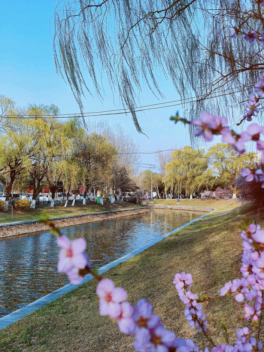 iLiaoning's tweet photo. Spring romance awaits you at the Hunhe River North Loop Path, #Shenyang, #Liaoning Province. Glowing sunsets, swaying willows and blooming flowers—who wouldn’t want a peaceful spring walk here?🌸🌿🌾🚴♀️📸Photos by Sun Yan
#LiaoningTravel #SpringVibes #CitySpring #ChinaTravel https://t.co/5XaLY3hBGy