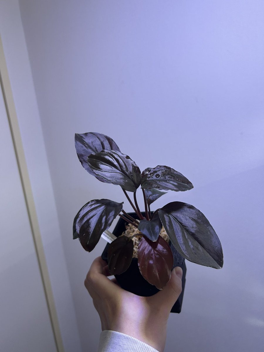 Avi Plants (アヴィプランツ) tweet media