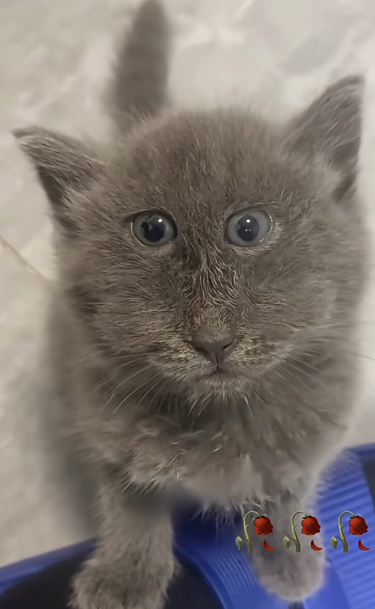 Woke Bisexual Alpha Chris tweet media