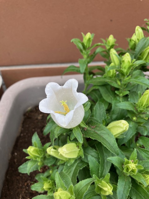 EL_TOKOROZAWA's tweet image. 🌥️
「みんなでたべた」
給食が始まった新一年生
Ｓちゃんの初めての給食は
カレーライスでした

ちょっぴり食べず嫌いなＳちゃん
お友達と一緒の楽しい雰囲気の中
色々な食べ物に
少しずつ挑戦できると良いね🤗

#ADHD #ASD #LD #個別指導塾
📝体験授業受付中📝
#SEOLEO ホームページをご覧ください