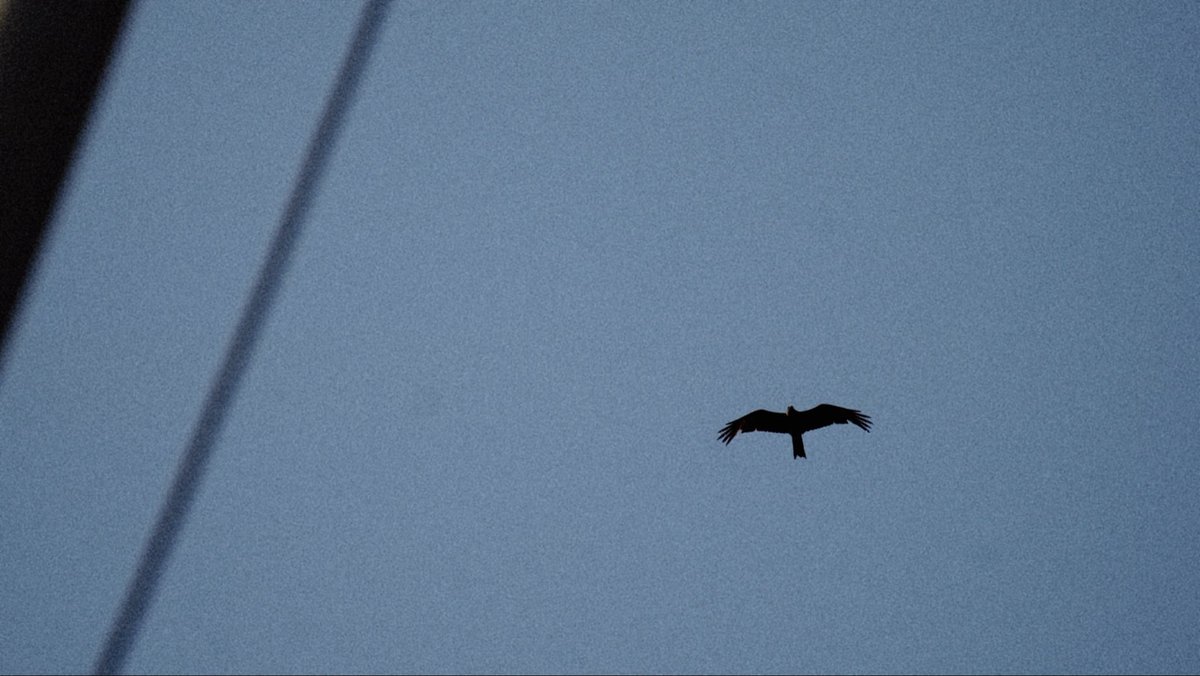 asim_mateen's tweet photo. Eyes on the prize, wings in the skies 🦅 https://t.co/Isnnx93sOy