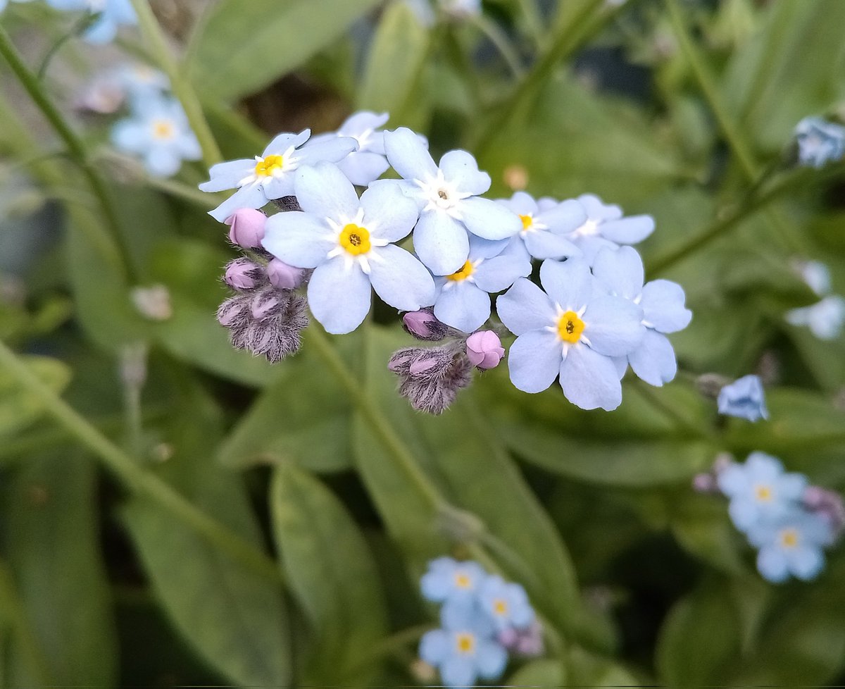 p8GH7DEh6G60245's tweet image. ☁曇天✨

✿ #忘れな草ブルー  ♡真実の愛✿

🇺🇸⚾️ #大谷くん ✨先発二刀流💨第6号も期待

🌹朝の水やり🚿

🌿今日も草取り小一時間💨

4月23日☀16.5℃💧51%🌀1 .5m/s

#パパのGarden日誌