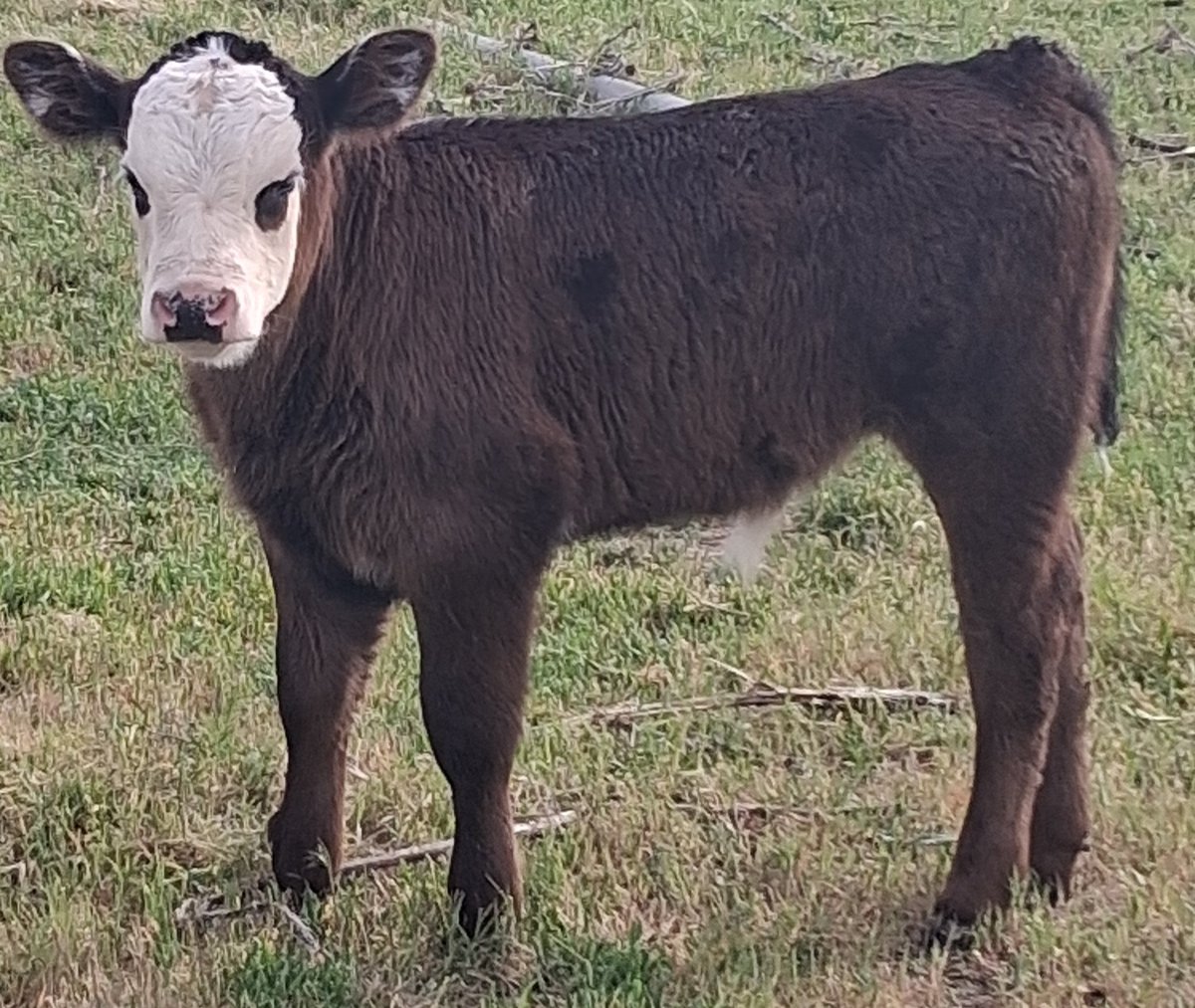 TheDailyCowman's tweet image. If Saint Larry had to pick a color scheme to represent a bullseye 🎯 of MY #cattle system +climate+market+resources +plans+goals+income from cattle 

- minus expenses of ANY kind

For me perfection 

This 30 day old calf is it