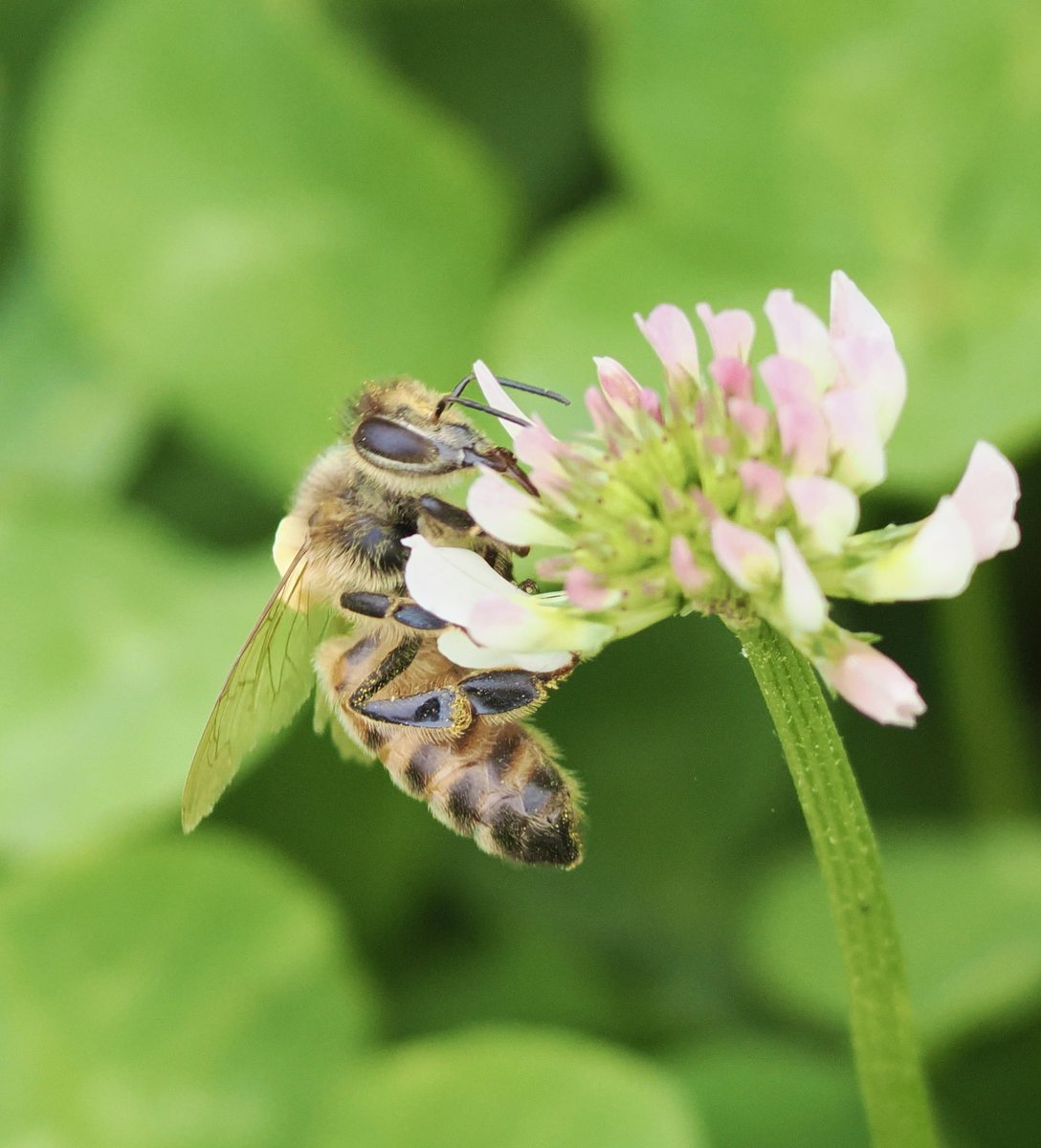 アンダーシュート🍃 tweet media