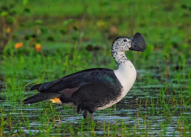 🇧🇷Pato-de-crista
🌎Sarkidiornis sylvicola
Conservação: Pouco Preocupante

O pato-de-crista é um anseriforme da família Anatidae. Também conhecido como pato-cachamorro, pato-do-mato e putrião.

📷 Eudes Feitosa