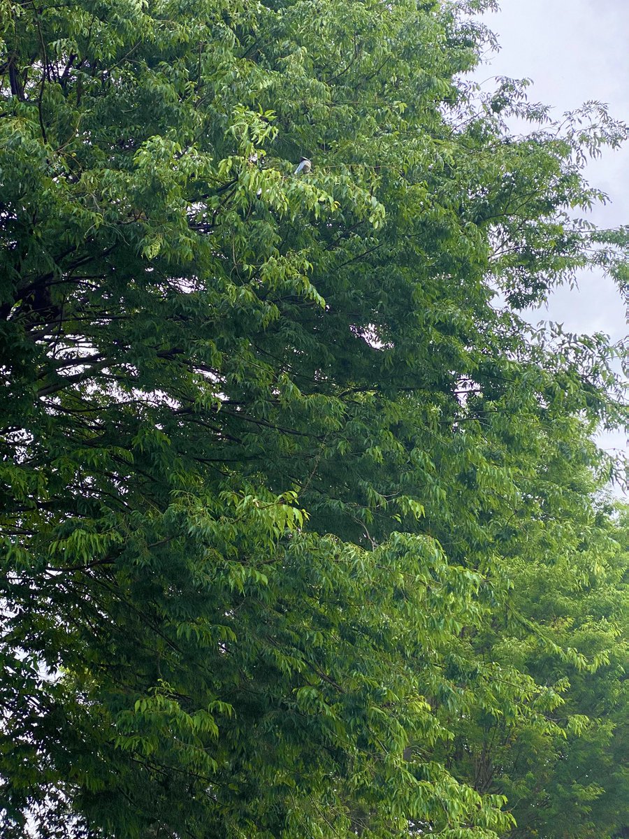 アンダーシュート🍃 tweet media