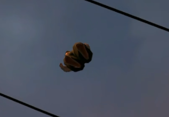 🌹King Asmodeo🌹 tweet media