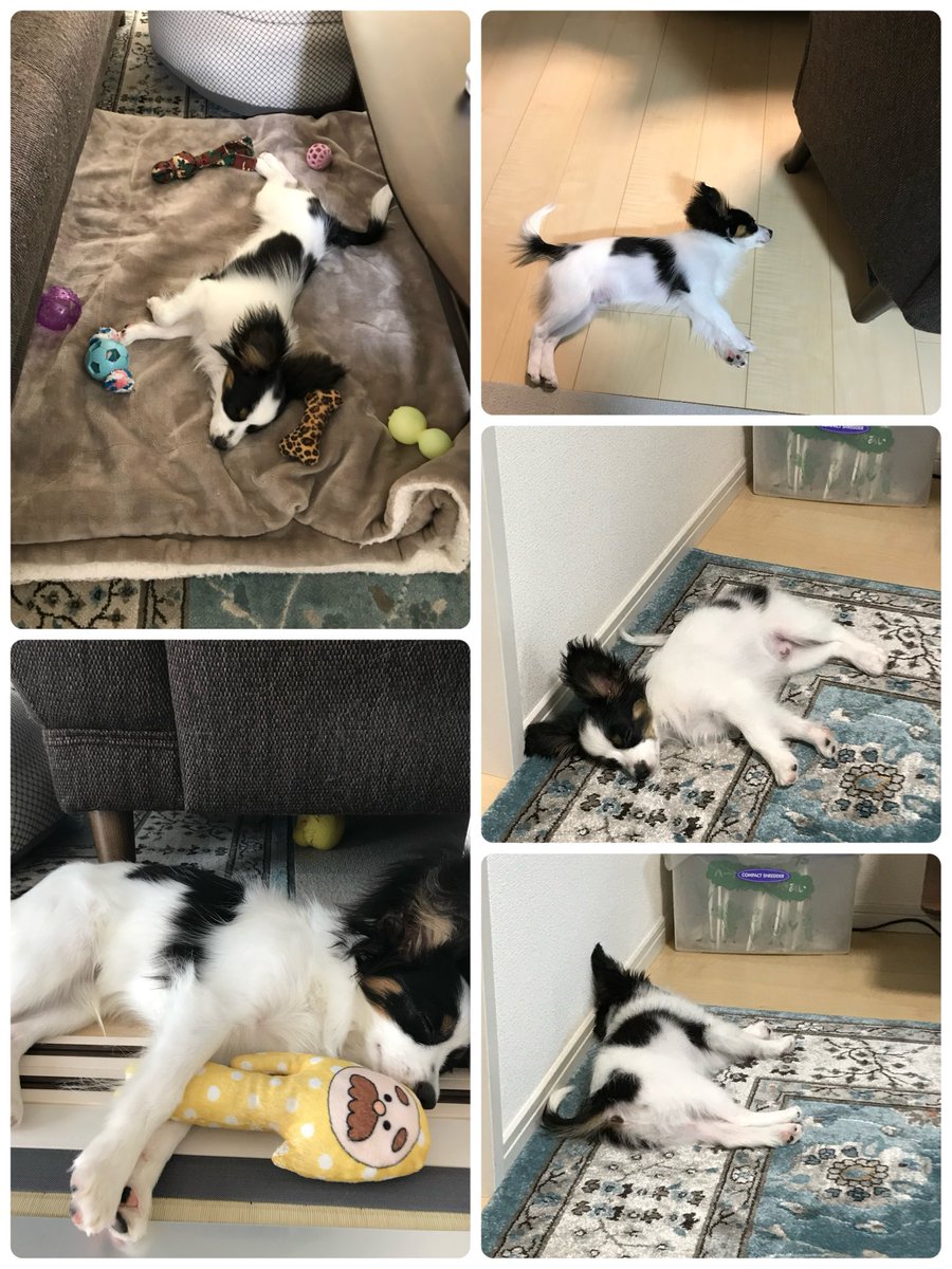 犬が落ちてるシリーズ　子犬ver.