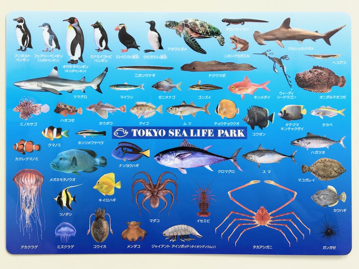 🐟ギフトショップから商品のご紹介🐟 水族園オリジナル下敷き 398円