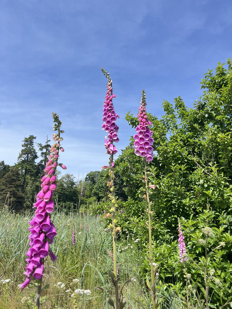 courtney tweet media