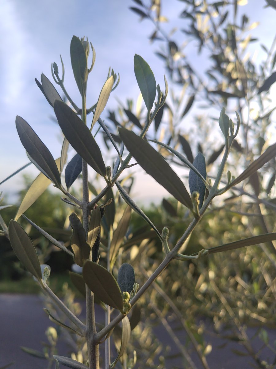 東洋オリーブ tweet media