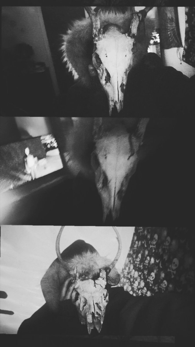 ✧𓆩Corvin𓆪✧ tweet media