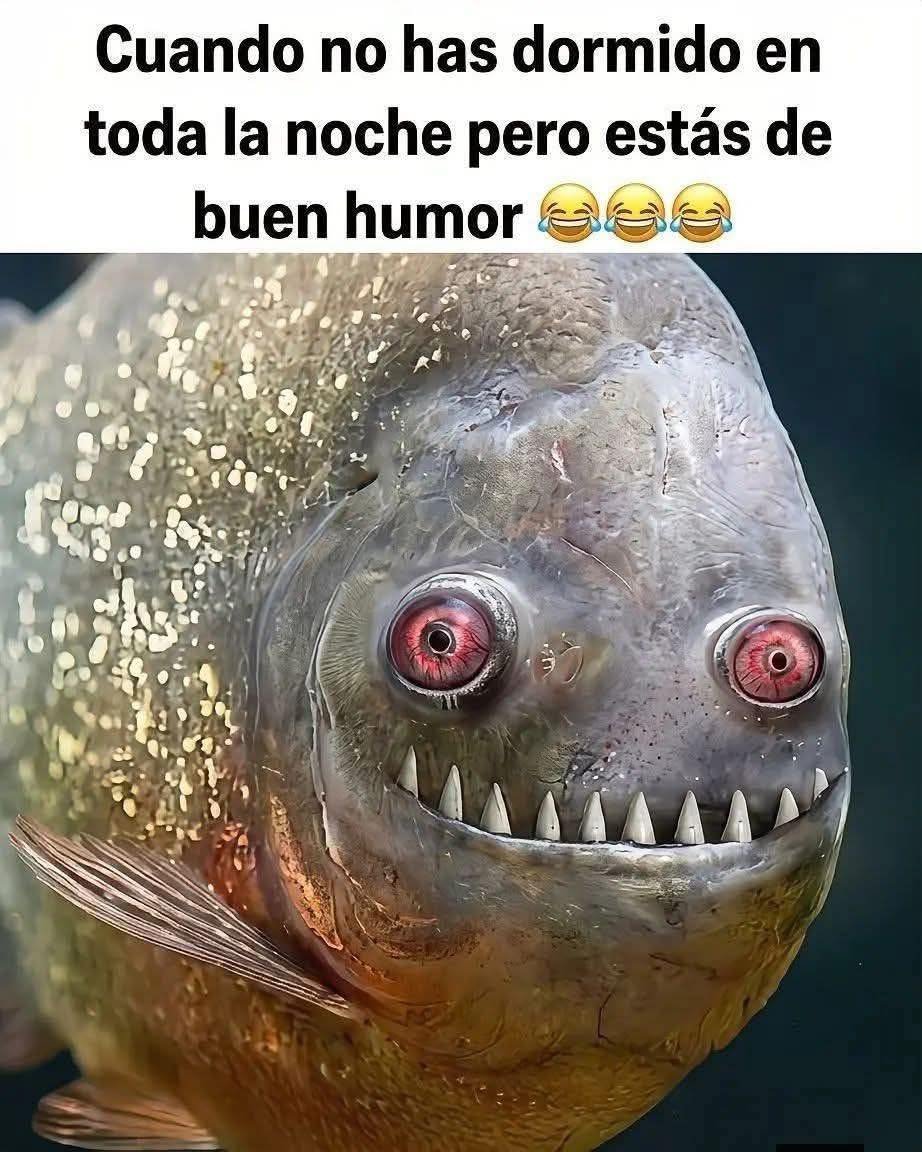 Más Ciencia tweet media