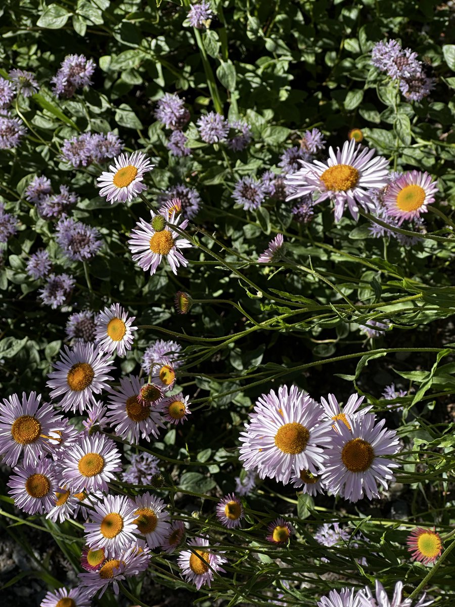 Duke Delarosa 🇹🇹 tweet media