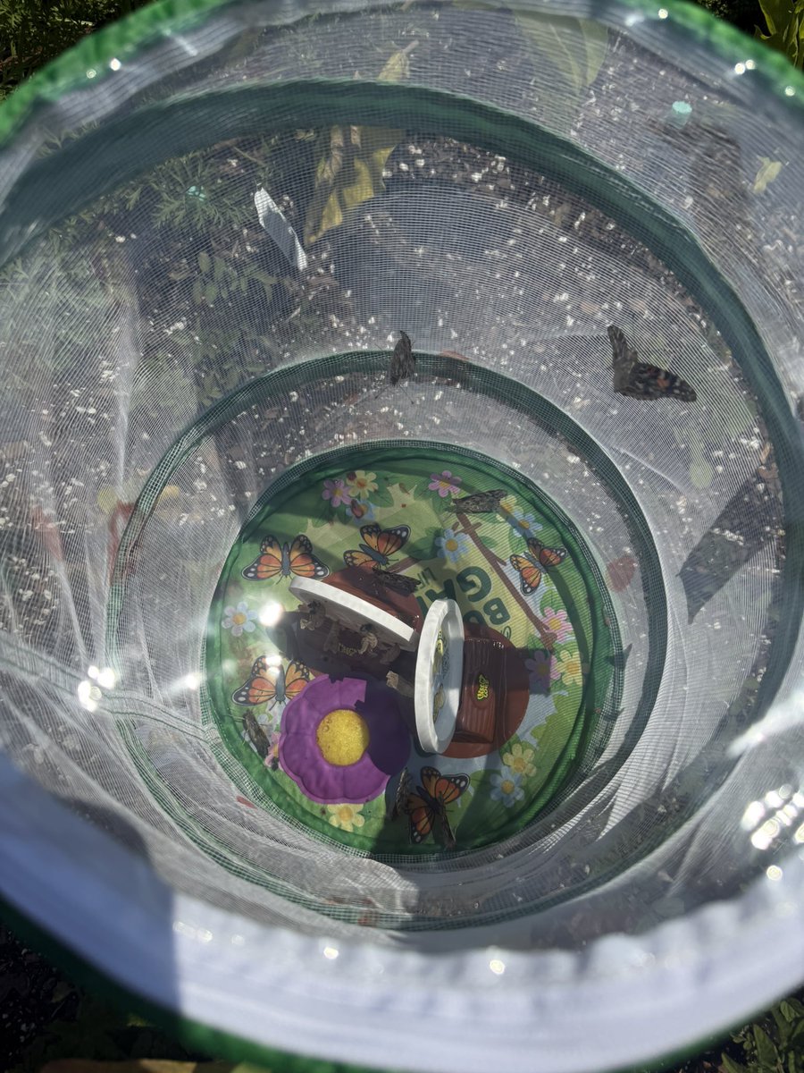 AvalonElem_OCPS's tweet photo. Ms. Mehrman’s class caught their butterflies sipping nectar when they released them!!! Earth Month has been really generous to our Mariners! Can’t wait to find out what our 3rd Annual Earth Day Extravaganza has in store for them today! #WeAreAvalon #OCPSgreen #EarthDay2026 https://t.co/13hmcxsD36