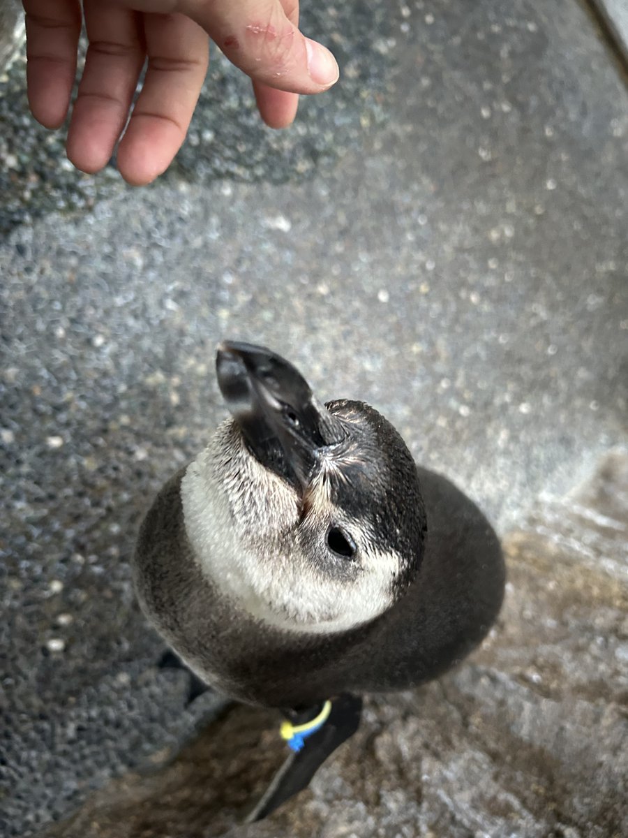 長崎ペンギン水族館【公式】 (@NagasakiPengin) / Posts / X