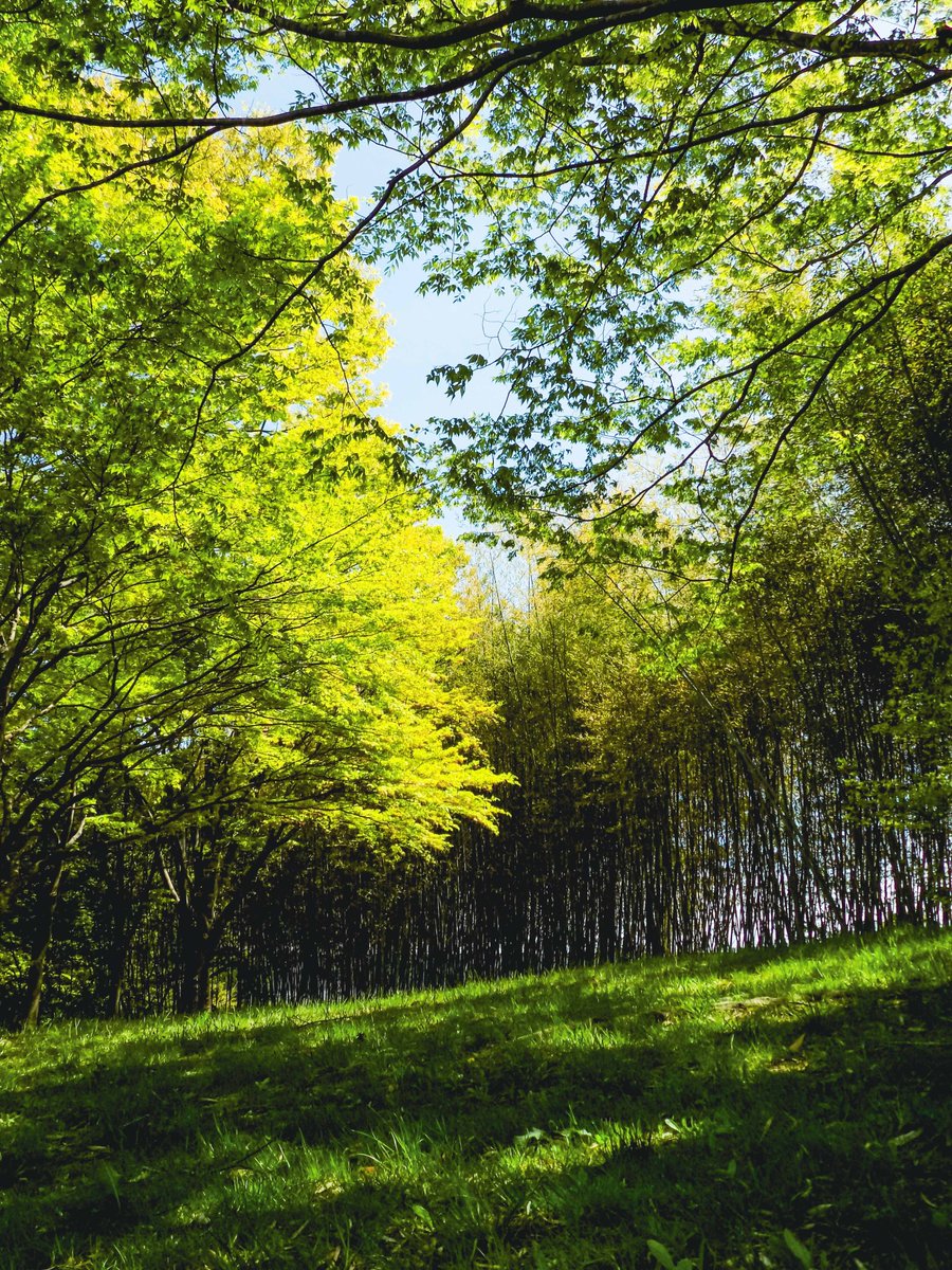 空乃Mikan tweet media