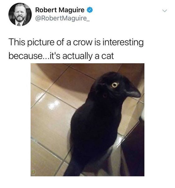 NACHO-GNATS tweet media