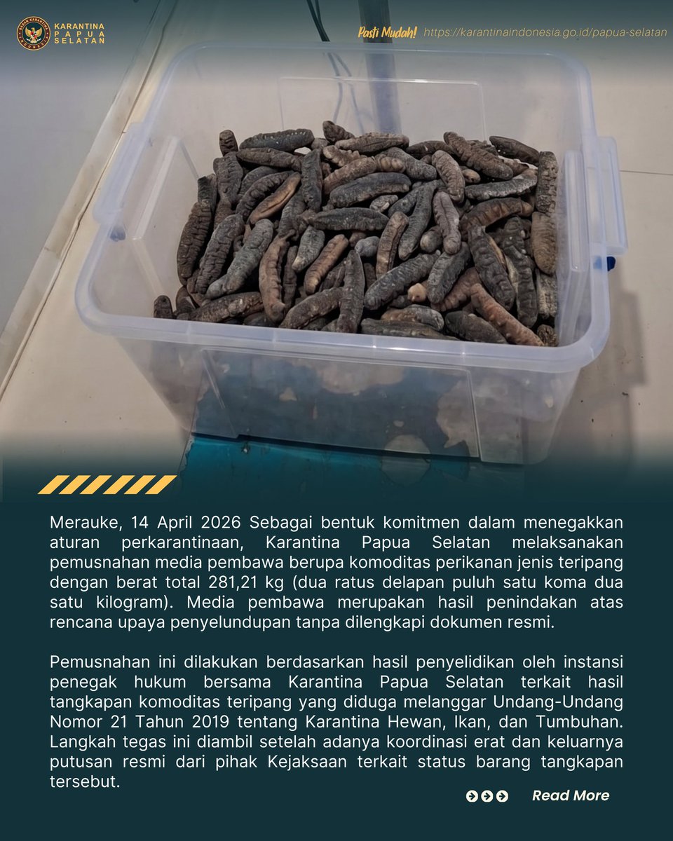 KarantinaMrauke's tweet photo. 🤝 Perkuat Sinergi Antarlembaga, Karantina Papua Selatan Musnahkan Ratusan Kilogram Teripang Ilegal

Sebagai wujud nyata penegakan hukum, Karantina Papua Selatan memusnahkan 281,21 kg teripang ilegal hasil penindakan penyelundupan. 
 #LindungiNegeri #KarantinaPapuaSelatan https://t.co/M753uQgz8M