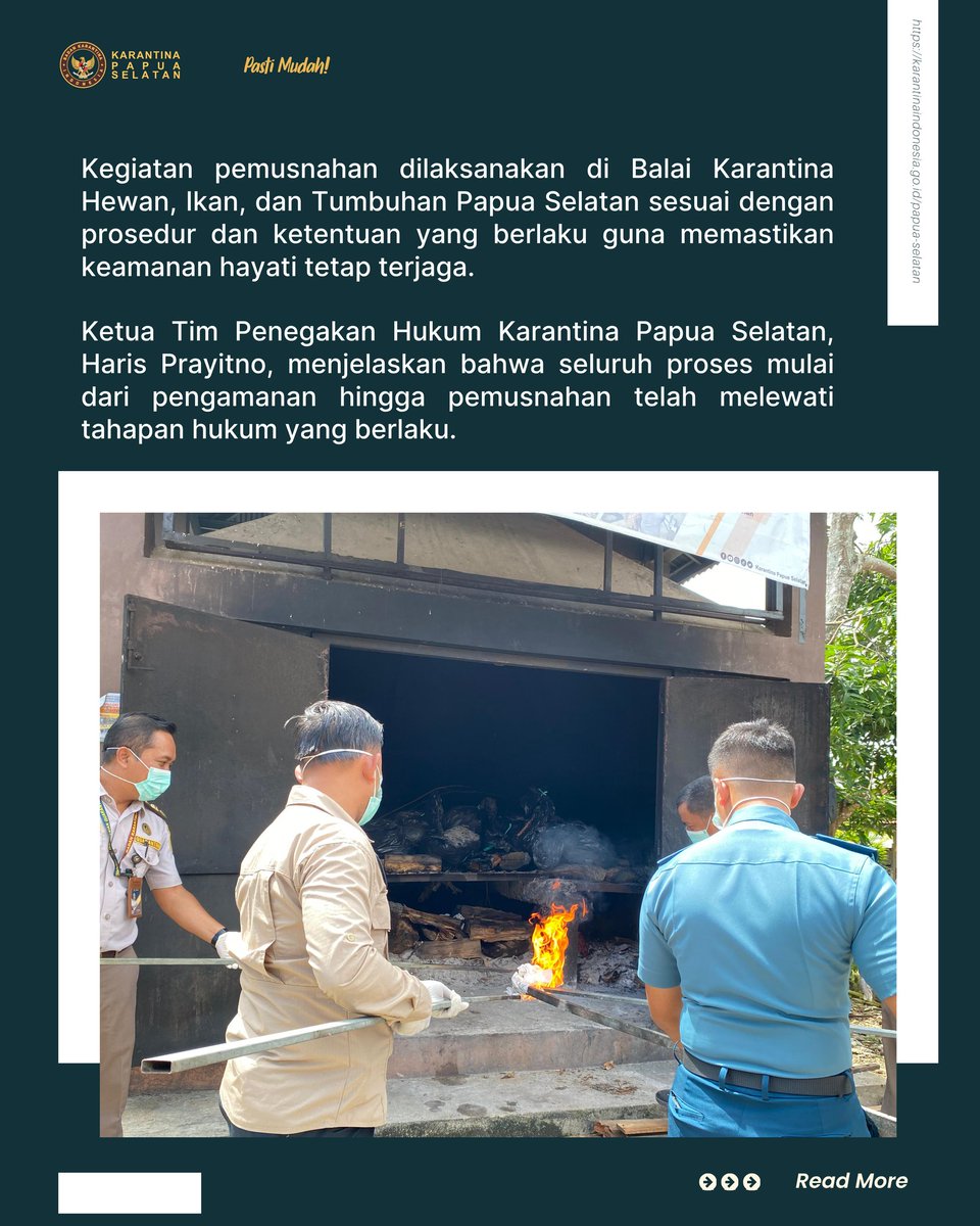 KarantinaMrauke's tweet photo. 🤝 Perkuat Sinergi Antarlembaga, Karantina Papua Selatan Musnahkan Ratusan Kilogram Teripang Ilegal

Sebagai wujud nyata penegakan hukum, Karantina Papua Selatan memusnahkan 281,21 kg teripang ilegal hasil penindakan penyelundupan. 
 #LindungiNegeri #KarantinaPapuaSelatan https://t.co/M753uQgz8M