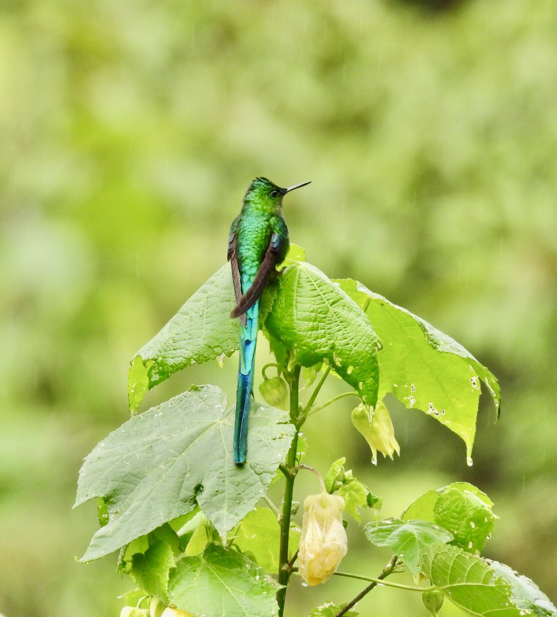 Xiomara Pulido tweet media