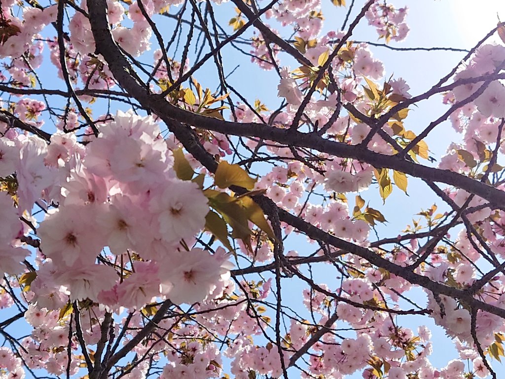 himikaisan's tweet photo. 今年は昨年より咲くのが早い🌸🌸桜·さくら·サクラ https://t.co/sn482Ftzdy