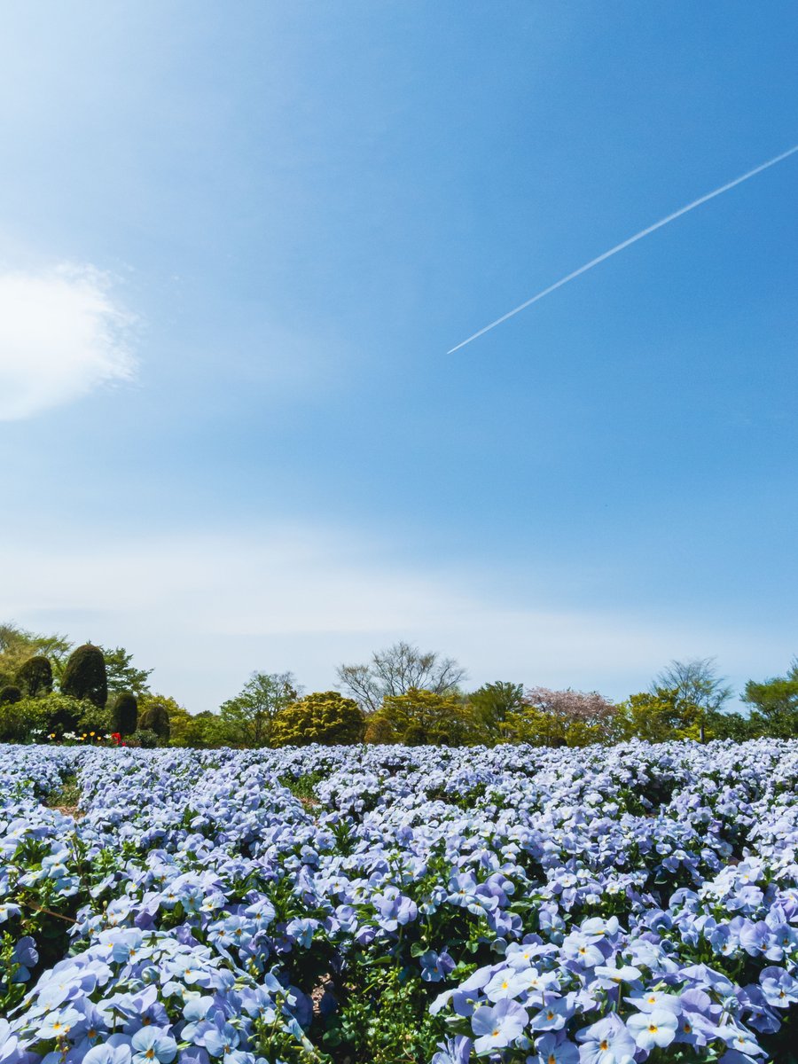 空乃Mikan tweet media