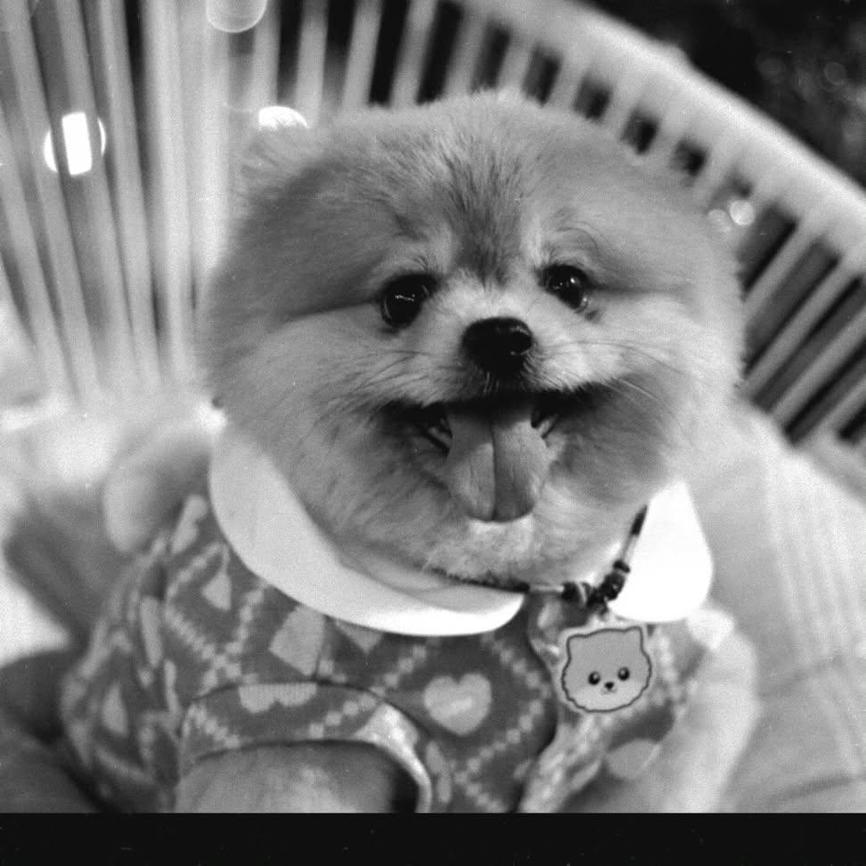 IG notemakeup : ขอแจ้งถึงการจากไป ของน้อง ตะวันนะครับ  เพราะน้องเป็นที่รัก และสร้างรอยยิ้มให้ใครหลายๆ คนที่ผ่านมา

น้องตะวันเสียแล้ว นะครับ  เช้าวันนี้ ที่ โรงพยาบาล
น้อง หัวใจวาย น้ำท่วมปอดทำให้ปอดติดเชื้ออักเสบรุนแรง
น้องอายุ 12 ปี แล้ว ทุกคนที่บ้าน เสียใจกันมาก
วันนี้ จะนำน้อง