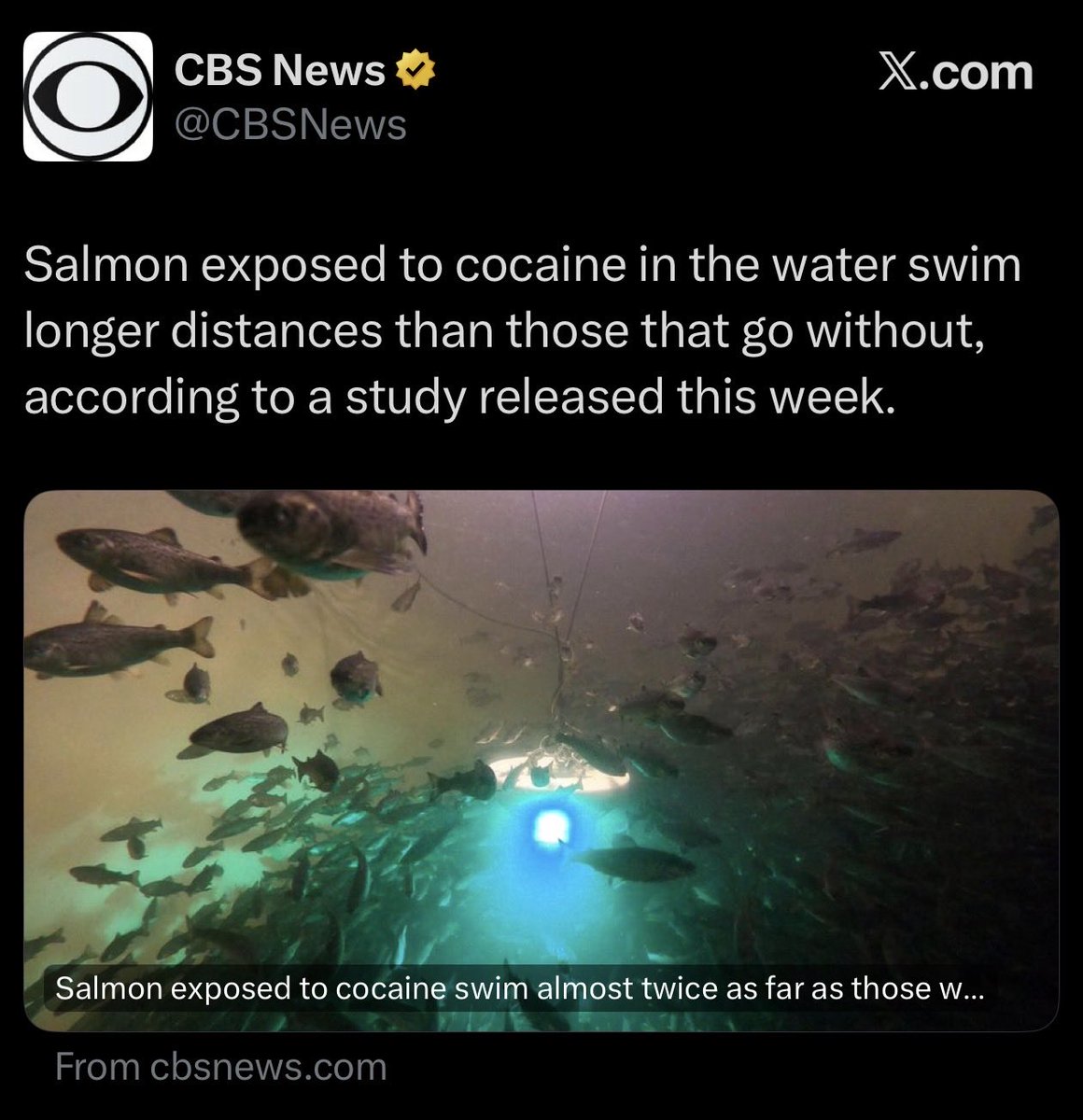 Clown World Today tweet media
