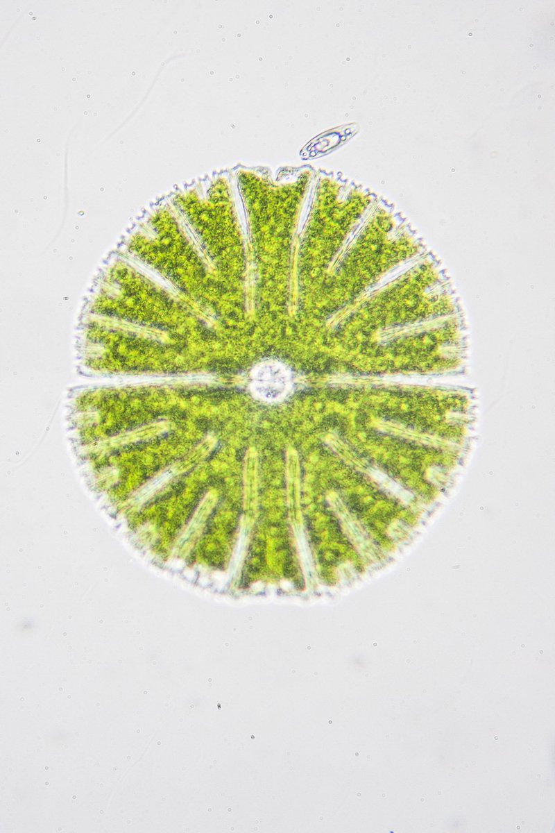 Les presento a Micrasterias sp.
Entre 100 y 500 um de tamaño máximo

miles en una gota de agua