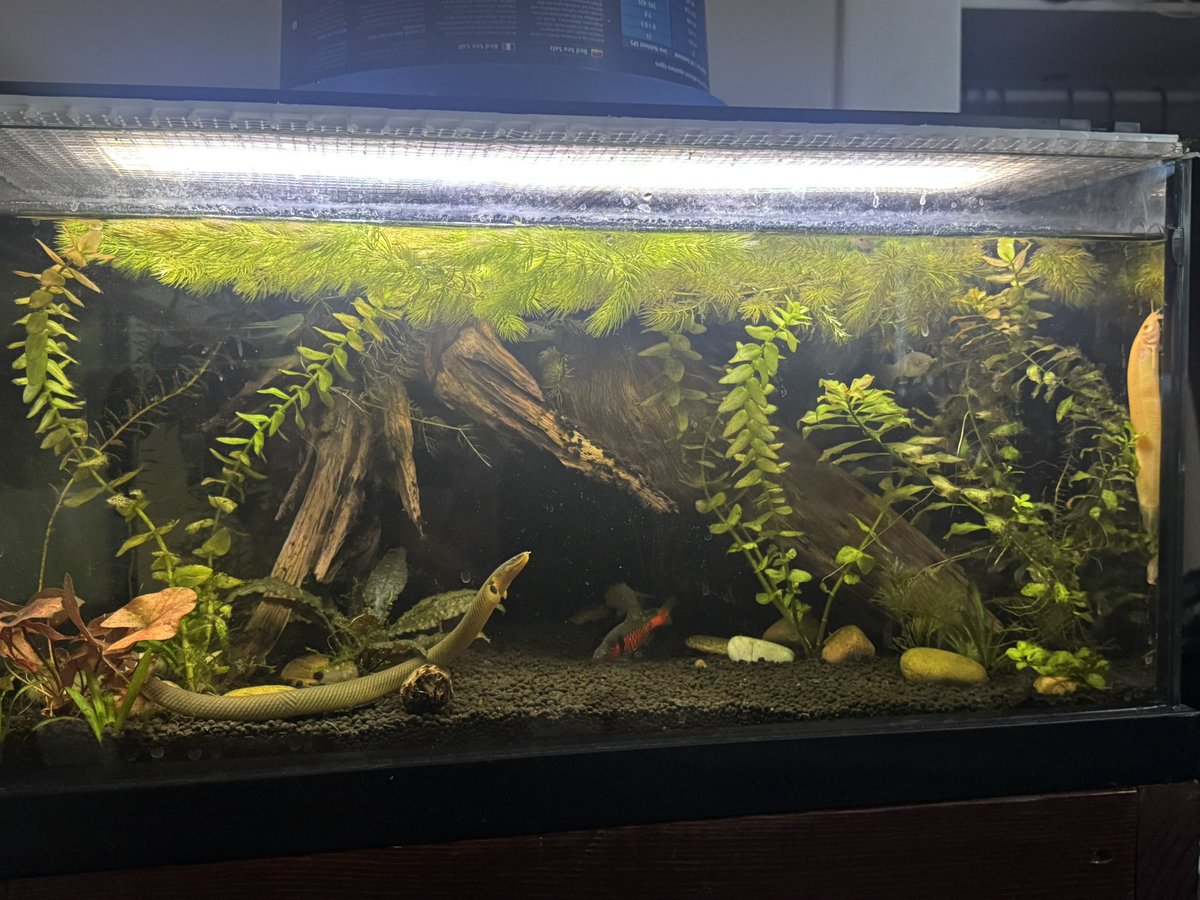 otyrking's tweet photo. Happy Earth Day from all my fish 💯 https://t.co/8BMy7wpPDA