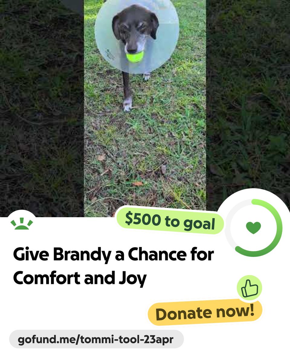 DisNerdTommi's tweet photo. For sweet Brandy - my German Shorthaired Pointer rescue who just lost her owner - I took her in last week and learned she has an MCT after taking her to get her vaccines. I could use your help with my fundraiser on GoFundMe to remove the tumor. Please share, support, or donate—every small action counts. https://t.co/O8HJYdgXRa
